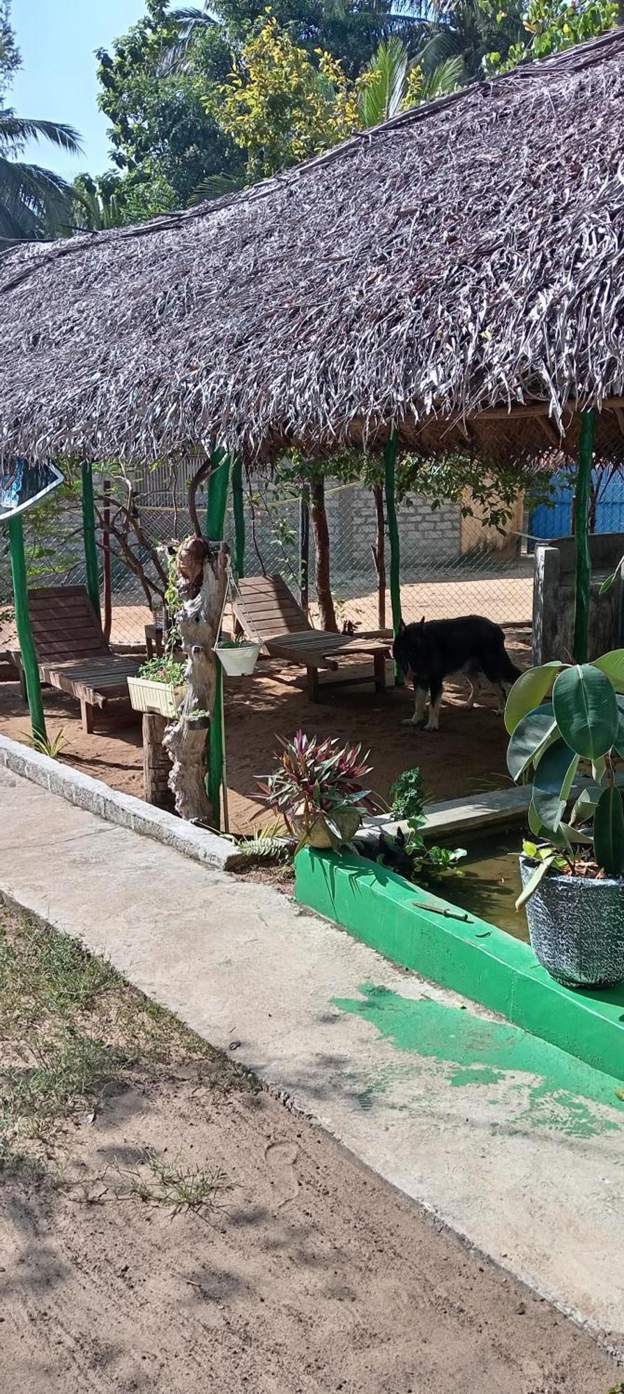 Surfing Lion Hostel アルガムベイ エクステリア 写真