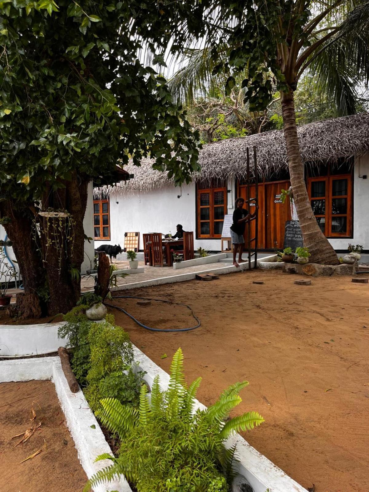 Surfing Lion Hostel アルガムベイ エクステリア 写真
